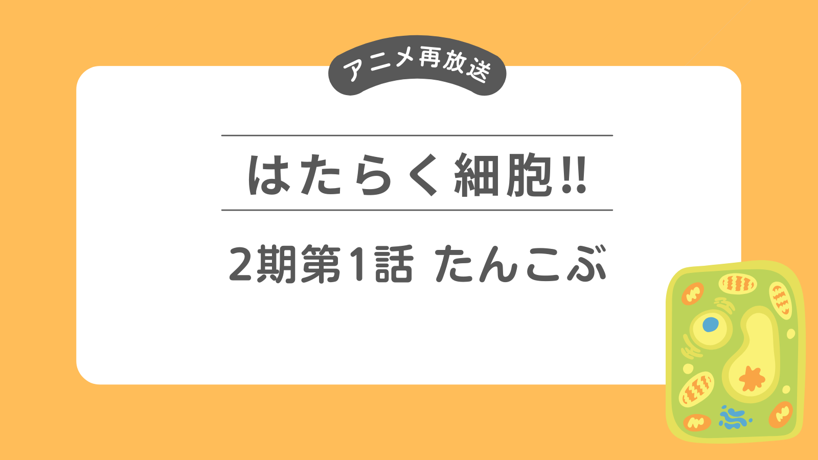 「はたらく細胞‼」アニメ再放送　2期第1話たんこぶ あらすじ