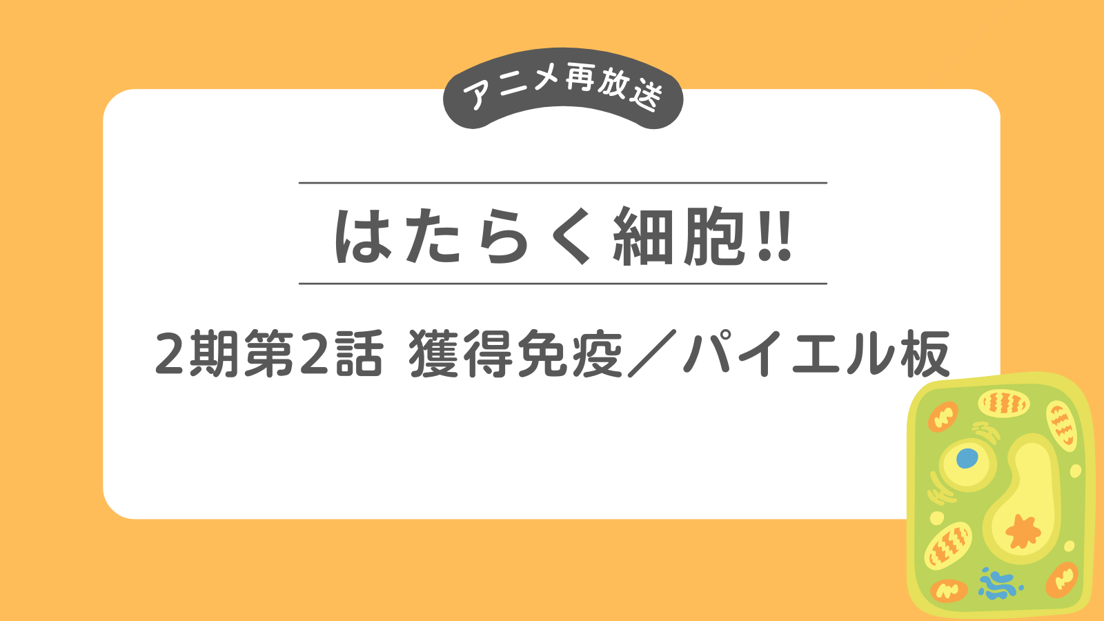 「はたらく細胞！」アニメ再放送 2期第2話 獲得免疫／パイエル板 あらすじ